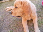 Moyo - Golden Retriever Mâle (9 mois)