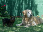 morena e indio - Golden Retriever Femelle (10 ans)