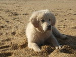 Guizmo - Golden Retriever Mâle (6 mois)