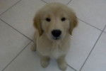 zoey - Golden Retriever Femelle (10 mois)