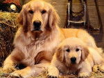 mimine la mere et vanille - Golden Retriever Femelle