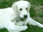 Dolly - Golden Retriever Femelle (3 ans)