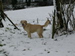 Alaska - Golden Retriever Femelle (5 ans)