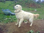Batenne - Golden Retriever Mâle (4 ans)