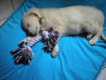 nougat - Golden Retriever Mâle (2 mois)