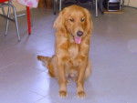 MANDDY - Golden Retriever Femelle (4 ans)