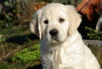 oscar - Golden Retriever Femelle (4 mois)