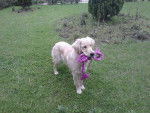 Allison - Golden Retriever Femelle (11 mois)