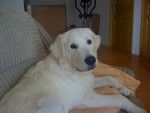 Spaikey - Golden Retriever Mâle (9 mois)