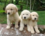 Rosebud,Bidag y Budda - Golden Retriever (4 mois)