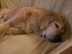 Tiger - Golden Retriever Femelle (8 ans)