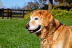 Chloe - Golden Retriever Femelle (12 ans)