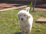 Beer - Golden Retriever Mâle (5 mois)
