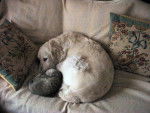 Attila et Papeete - Golden Retriever Femelle (14 ans)