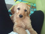 ange - Golden Retriever Mâle (8 mois)