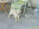 Enox - Golden Retriever Mâle (5 mois)