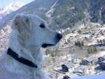 Papeete - Golden Retriever Femelle (14 ans)