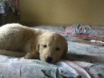 Roxy - Golden Retriever Femelle (1 an)