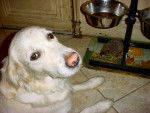 Papeete et un squatter - Golden Retriever Femelle (14 ans)