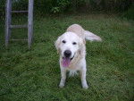 pegaze - Golden Retriever Mâle (11 ans)