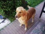 Rousi - Golden Retriever Femelle (4 ans)