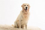 MOLI - Golden Retriever Femelle (3 ans)