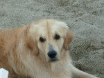 Chucky - Golden Retriever Mâle (3 ans)