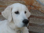Edelweiss - Golden Retriever Femelle (8 mois)