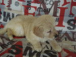 Kid - Golden Retriever Mâle (2 mois)