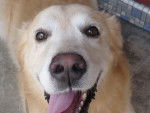 my dog - Golden Retriever Mâle (6 ans)