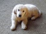 Mimi - Golden Retriever Femelle (9 mois)