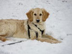 bella - Golden Retriever Femelle (7 mois)