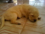 hhhh - Golden Retriever Mâle (1 mois)
