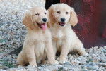 02, Praliné & su hermana Elilí_1. - Golden Retriever Femelle (16 ans)