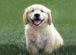 lila - Golden Retriever Femelle