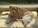 tom - Golden Retriever Mâle (2 mois)