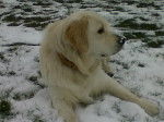 Eynox - Golden Retriever Mâle (1 an)