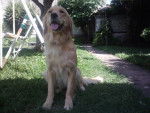 Tota - Golden Retriever Femelle (2 ans)