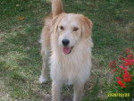 Andy - Golden Retriever Mâle (3 ans)