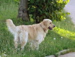 ala - Golden Retriever Femelle (3 mois)