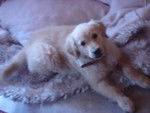 CHANEL - Golden Retriever Femelle (2 ans)