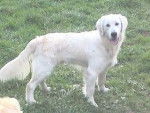 Aroud The Sky - Golden Retriever Mâle (5 ans)