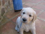 darouk a l'elevage - Golden Retriever Mâle (1 mois)