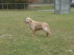 absence - Golden Retriever Mâle (1 an)
