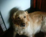 Anouk - Golden Retriever Femelle (8 ans)