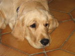 darouk - Golden Retriever Mâle (1 an)