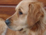 capuche - Golden Retriever Femelle (2 ans)