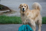 Buffett - Golden Retriever Mâle (5 ans)