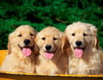 marco,mandy y jonji - Golden Retriever (1 mois)