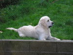 gyanko - Golden Retriever Mâle (1 an)